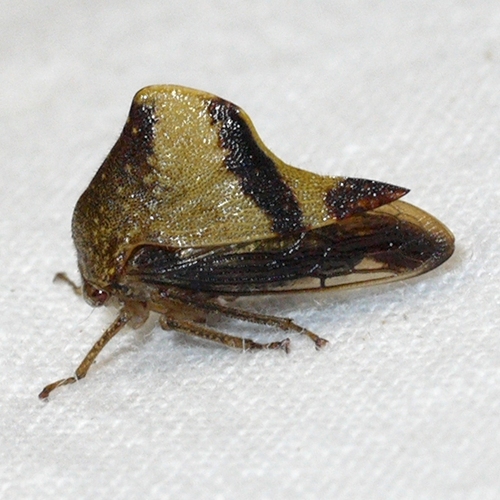 Telamona excelsa