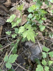 Clematis drummondii