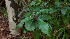 Melastomataceae