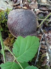 Xerocomellus atropurpureus