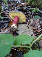 Xerocomellus atropurpureus