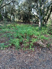 Xerocomellus atropurpureus