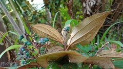 Melastomataceae
