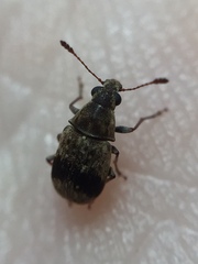 Cacephatus huttoni