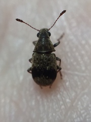 Cacephatus huttoni
