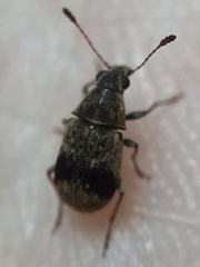 Cacephatus huttoni