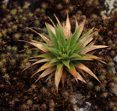 Paepalanthus