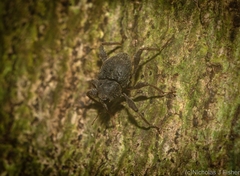 Onidistus araneus