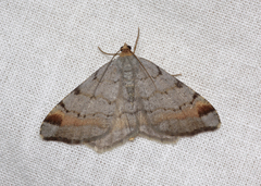 Macaria liturata