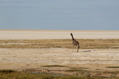 Giraffa camelopardalis angolensis