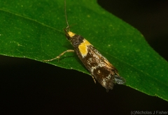 Epithymema helias