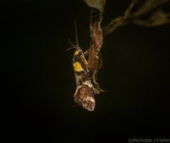 Epithymema helias