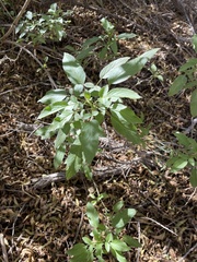 Sambucus cerulea