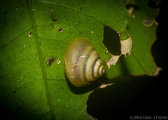 Posorites conscendens