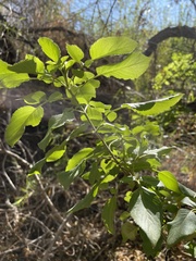 Sambucus cerulea