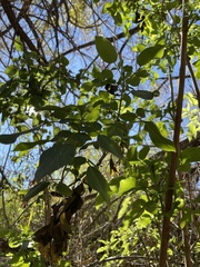 Sambucus cerulea