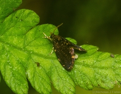 Sentica oppositella