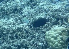 Acanthurus