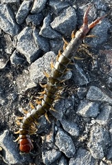 Cormocephalus