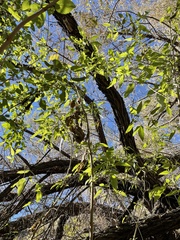Sambucus cerulea