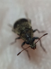 Cacephatus huttoni