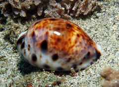 Lyncina lynx