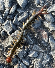 Cormocephalus