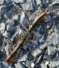 Cormocephalus
