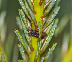 Denticollis linearis