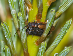Denticollis linearis