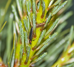 Denticollis linearis