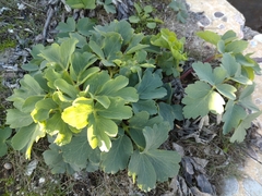 Peucedanum japonicum