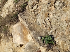 Peucedanum japonicum