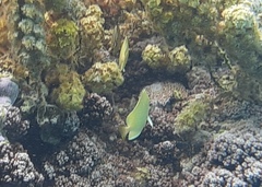 Chaetodon citrinellus