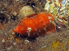 Talostolida pellucens