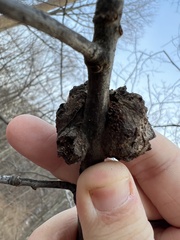 Callirhytis quercuspunctata