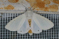 Spilosoma urticae