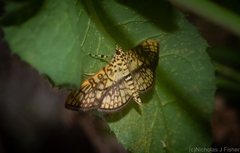 Haritalodes obliqualis