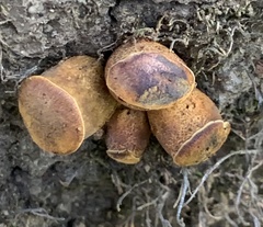 Omphalotus olivascens
