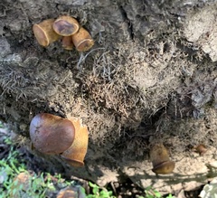 Omphalotus olivascens