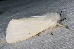 Spilosoma urticae