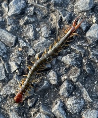 Cormocephalus