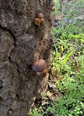 Omphalotus olivascens