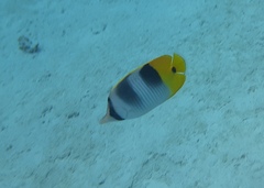 Chaetodon ulietensis