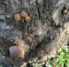 Omphalotus olivascens