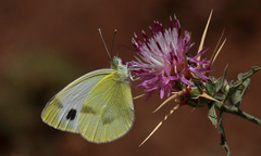 Pieris krueperi