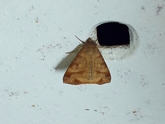 Lepidoptera