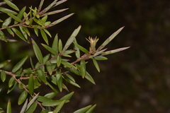 Acrotriche aggregata