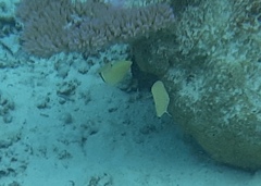 Chaetodon citrinellus