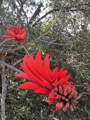 Erythrina lysistemon